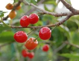 オウトウ 暖地桜桃 24cm鉢 オウトウ さくらんぼ 果樹苗木の専門店 La Fruta